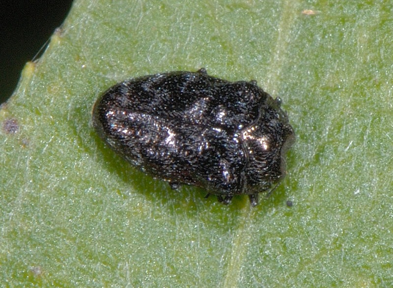 Un microbuprestide, Trachys minutus