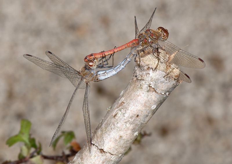 Stagno per libellule e altri insetti acquatici