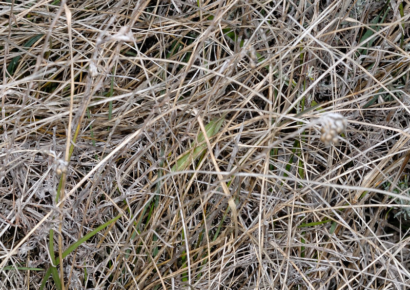 Larva di Melanargia arge