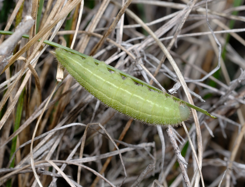 Larva di Melanargia arge