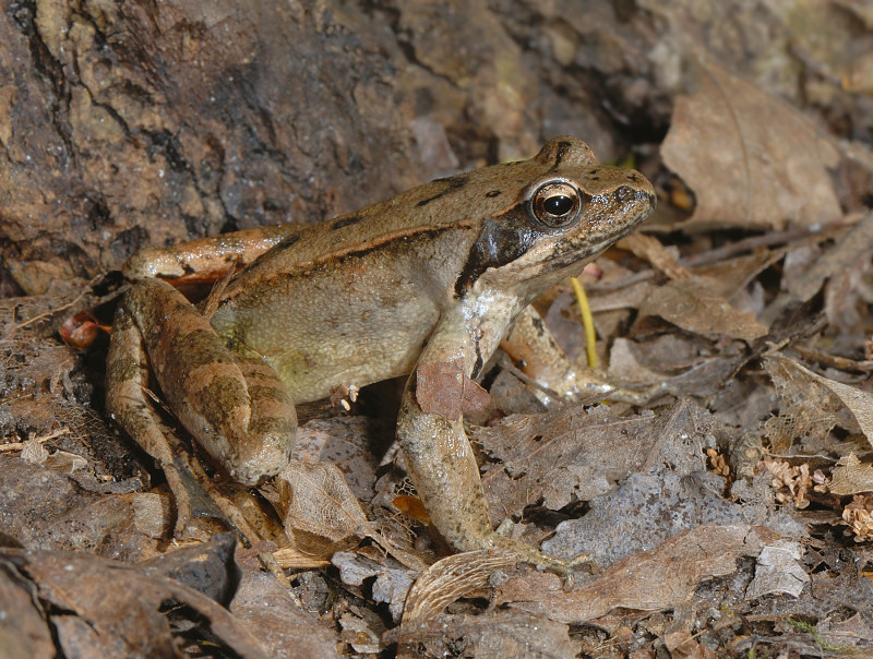 Rana di Lataste
