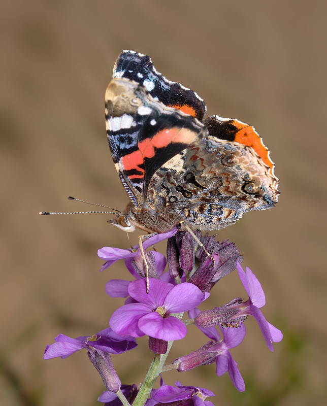 Vanessa atalanta