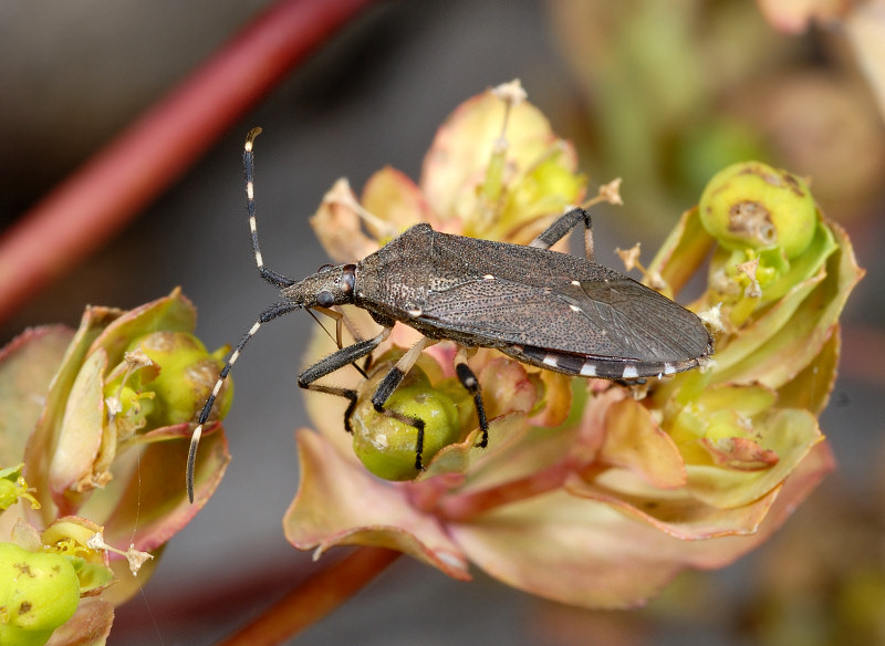 Dicranocephalus agilis (Heteroptera, Stenocephalidae)