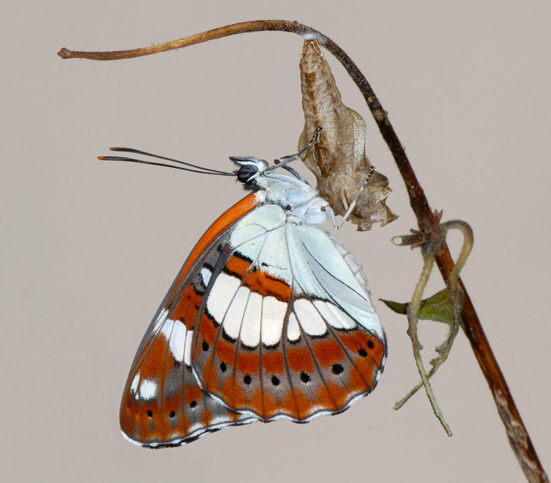 Un po'' di colore estivo: Limenitis reducta