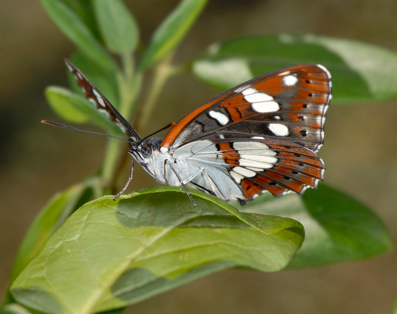 Un po'' di colore estivo: Limenitis reducta