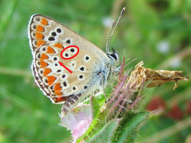 Aricia agestis e Polyommatus icarus