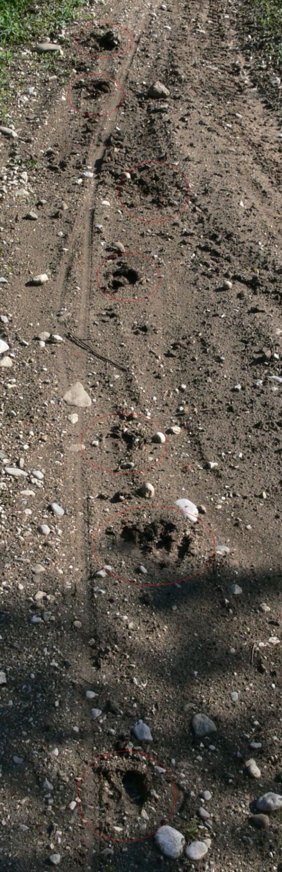 capriole di capriolo?
