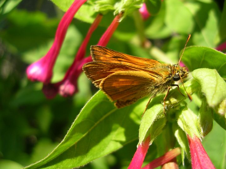 Ochlodes venatus