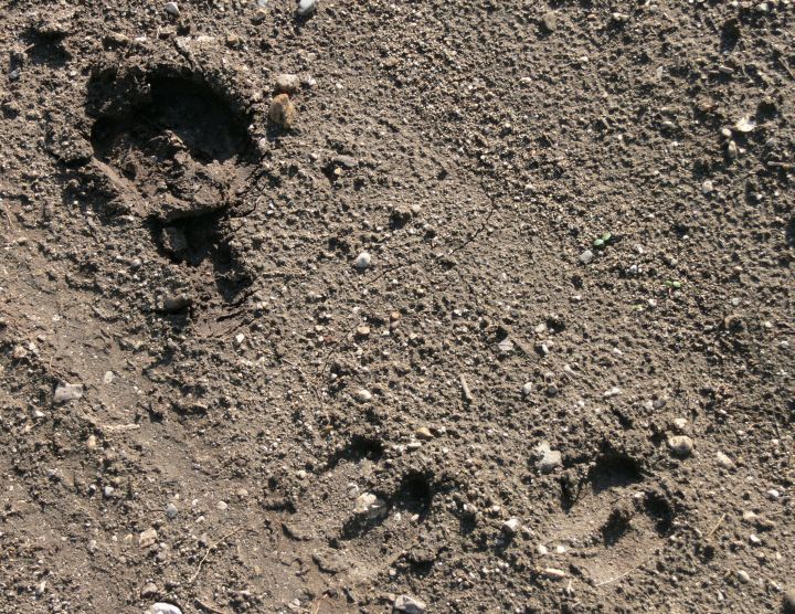 capriole di capriolo?