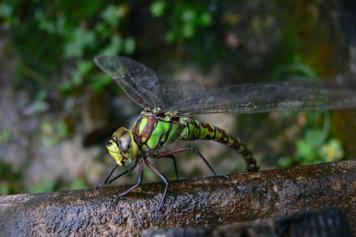 Aeshna cyanea d''acciao?