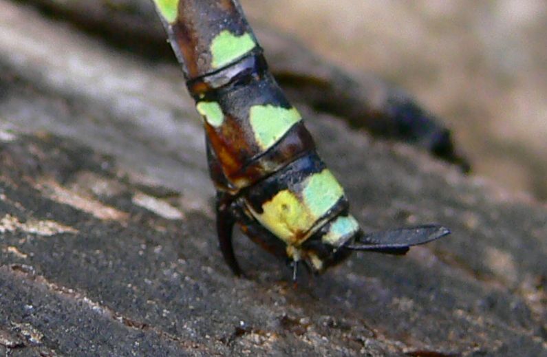 Aeshna cyanea d''acciao?