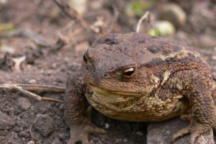 Buffo Bufo Bufo cresciuto