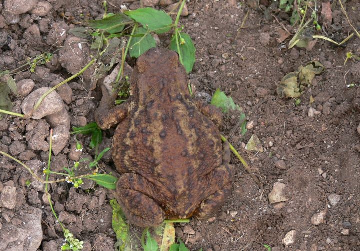 Buffo Bufo Bufo cresciuto