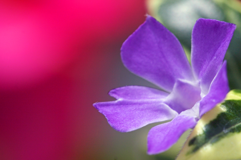 Vinca major variegata (pianta coltivata)