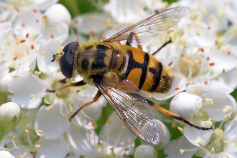 Sirfide: Myathropa florea