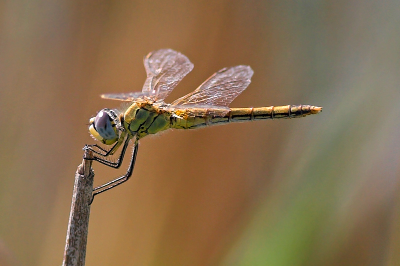 libellule: Sympetrum fonscolombii e Libellula depressa
