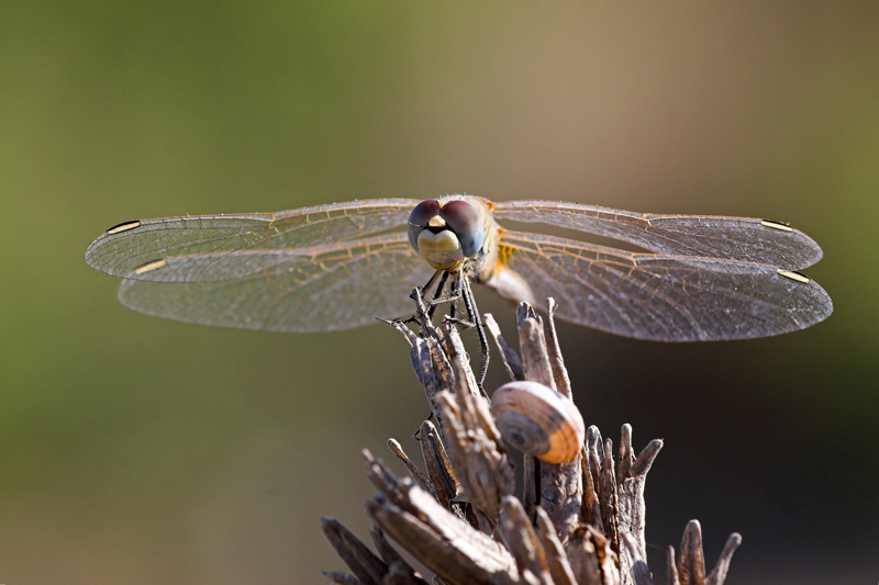 libellule: Sympetrum fonscolombii e Libellula depressa