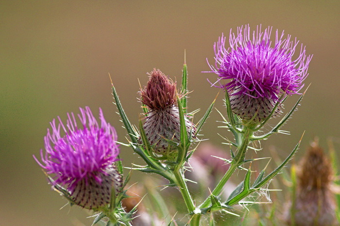 Cirsium tenoreanum
