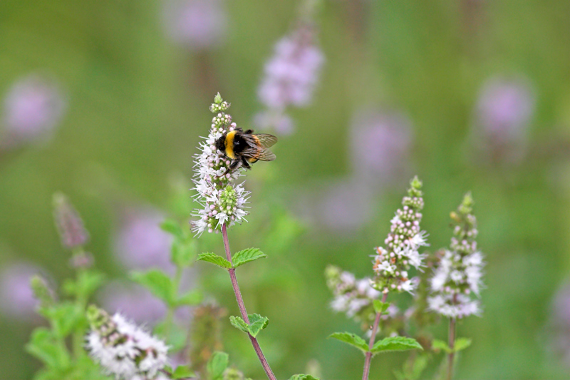 Bombus terrestris