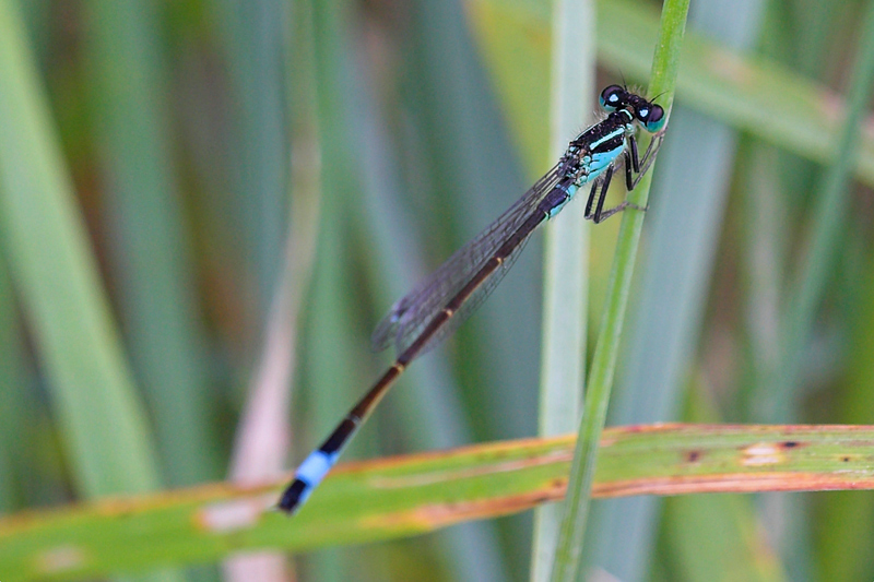 Ischnura elegans e Orthetrum cancellatum