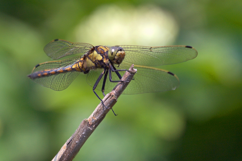 Ischnura elegans e Orthetrum cancellatum