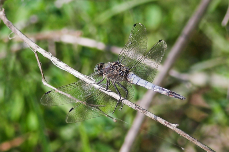 Ischnura elegans e Orthetrum cancellatum