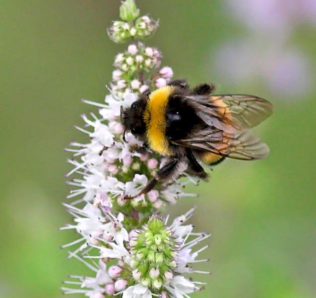 Bombus terrestris