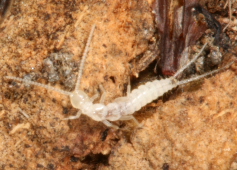 Campodeidae