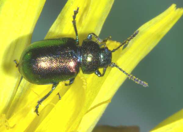 chrysomelidae? Gastrophysa viridula