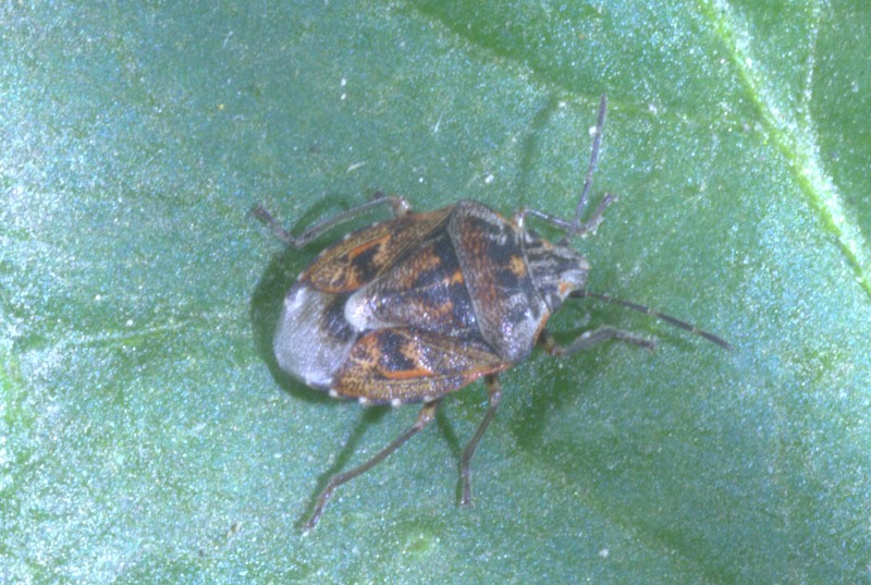 Pentatomidae: Holcogaster fibulata