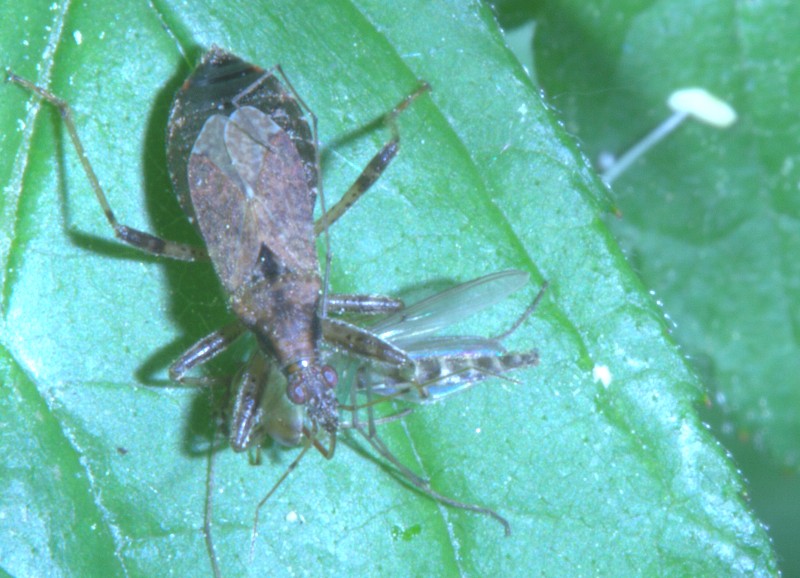 ancora emitteri: Himacerus (Aptus) mirmicoides