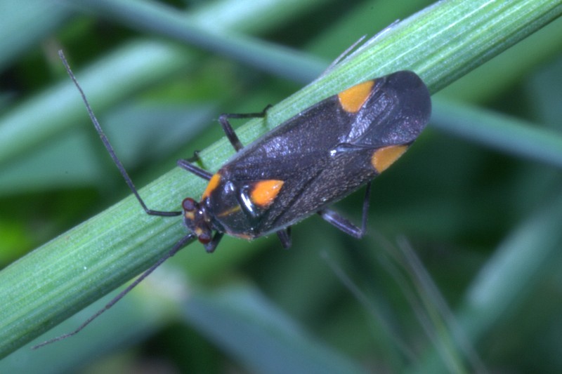 altro emittero: Capsodes flavomarginatus
