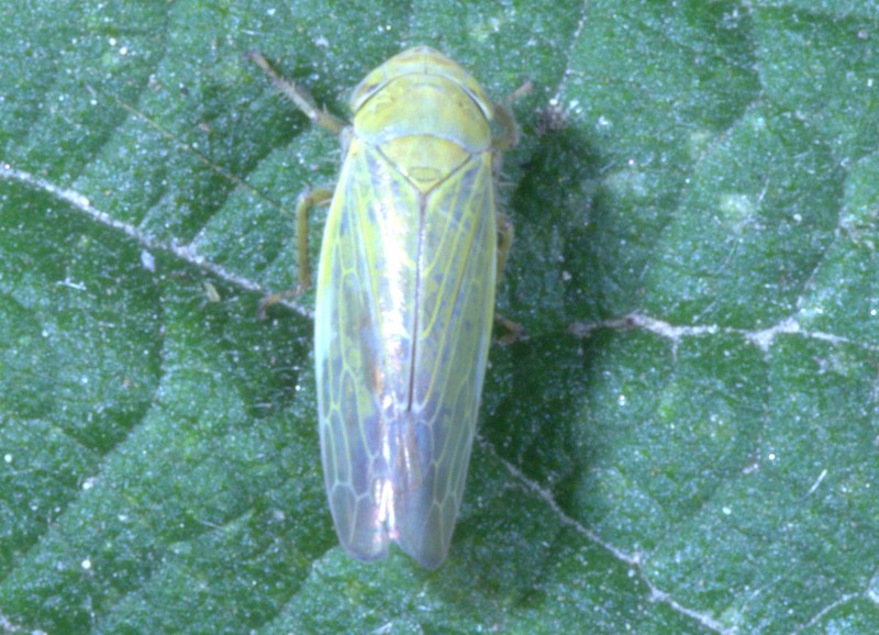 Fieberiella sp.