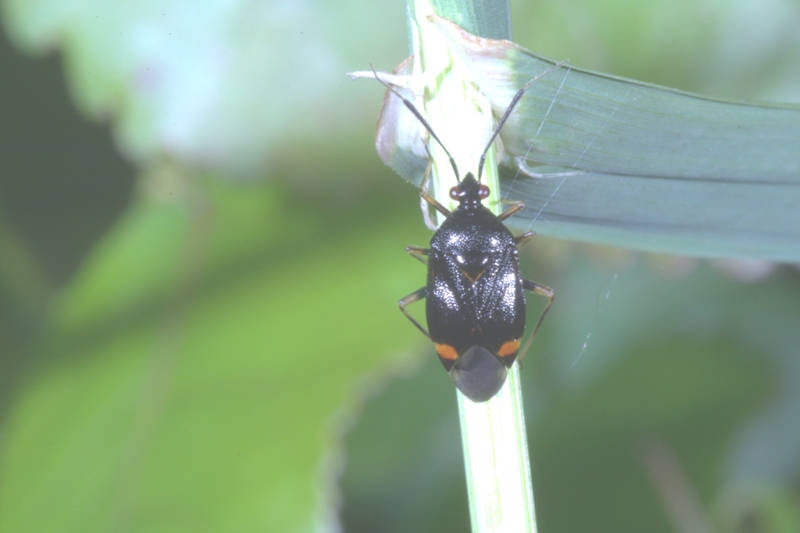 emittero: Deraeocoris ruber f. segusina