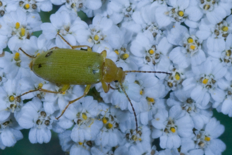 Cteniopus sulphureus (Coleoptera, Tenebrionidae)