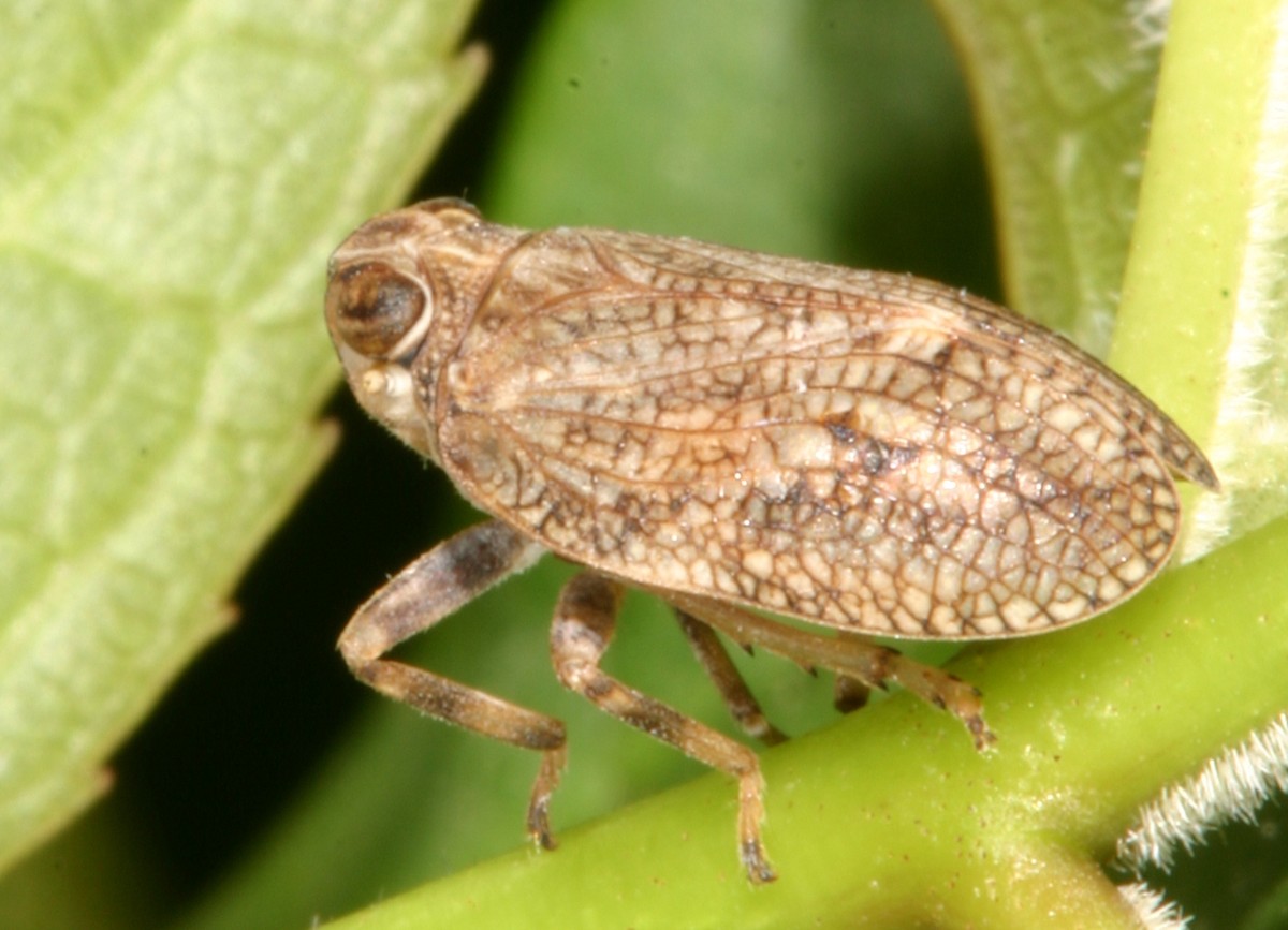 Hysteropterum? sp.