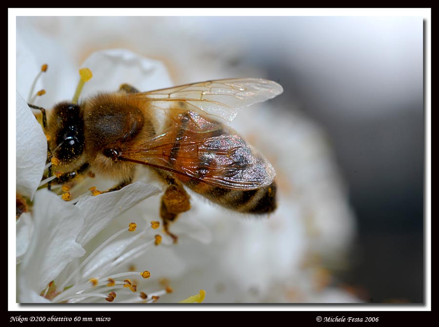 Api - Apis mellifera