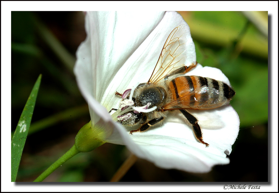 Api - Apis mellifera