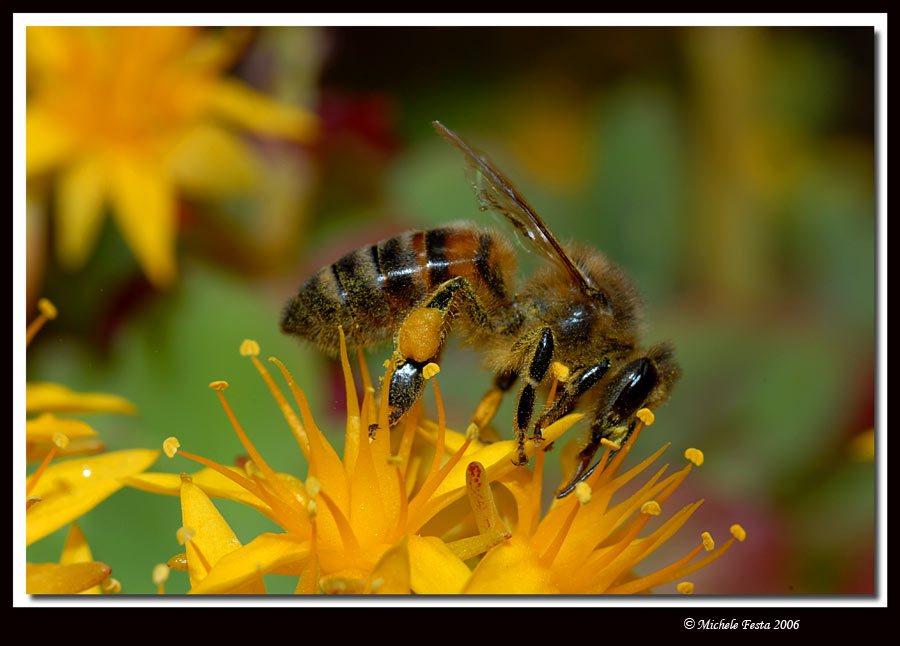 Api - Apis mellifera