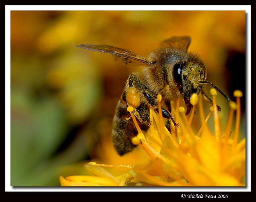 Api - Apis mellifera