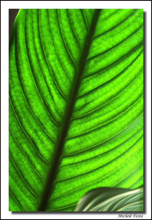 particolari