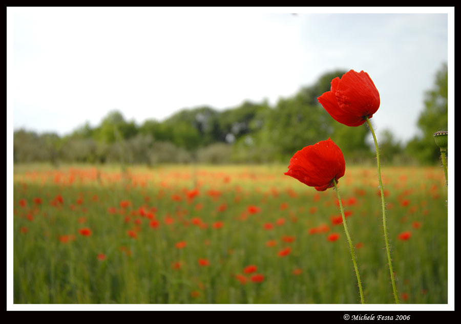 Papaveri & anemoni