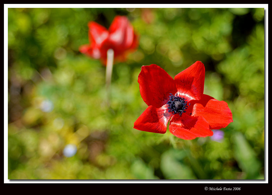 Papaveri & anemoni
