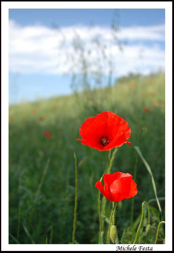Papaveri & anemoni