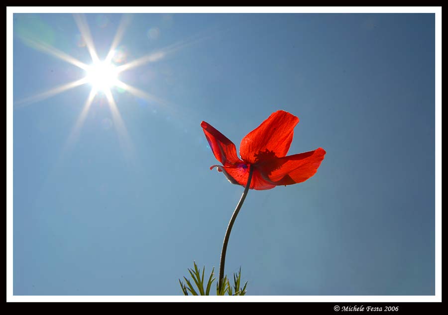 Papaveri & anemoni