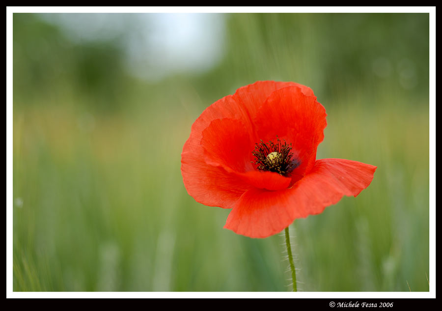 Papaveri & anemoni