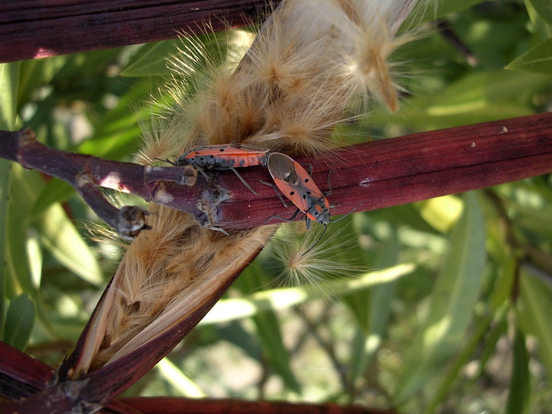 Altri Eterotteri: Lygaeus creticus