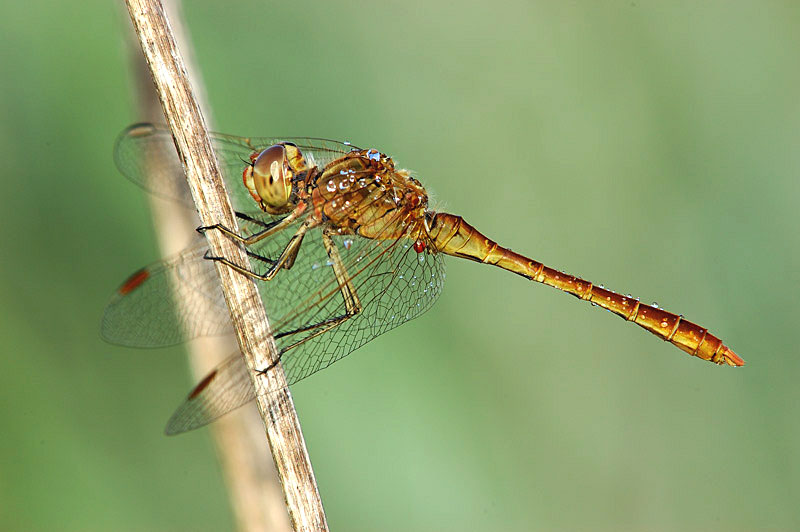 Acari acquatici parassiti di libellule