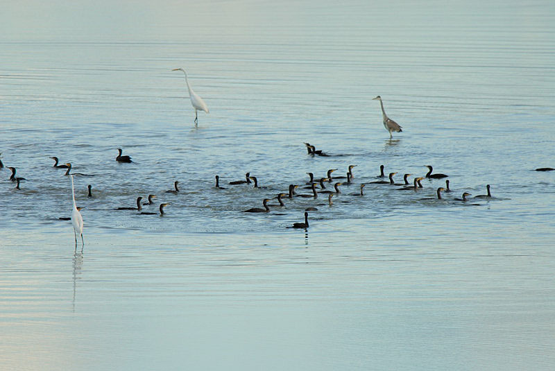 Cormorani - Phalacrocorax carbo