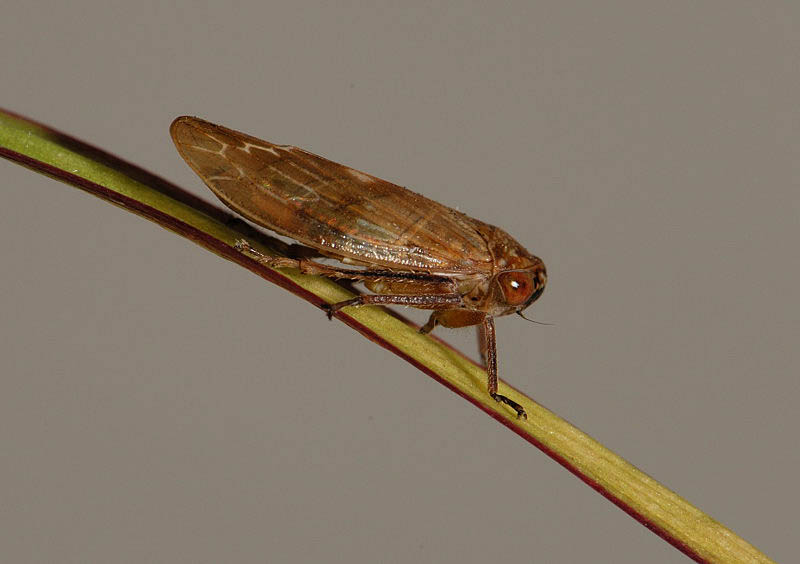 Cicadellidae: Rhytidodus decimusquartus